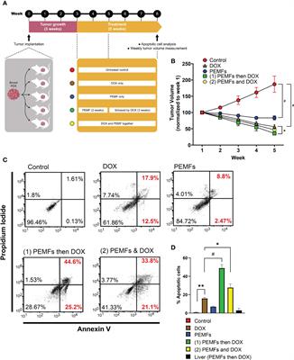 Modulated TRPC1 Expression Predicts Sensitivity of Breast Cancer to Doxorubicin and Magnetic Field Therapy: Segue Towards a Precision Medicine Approach